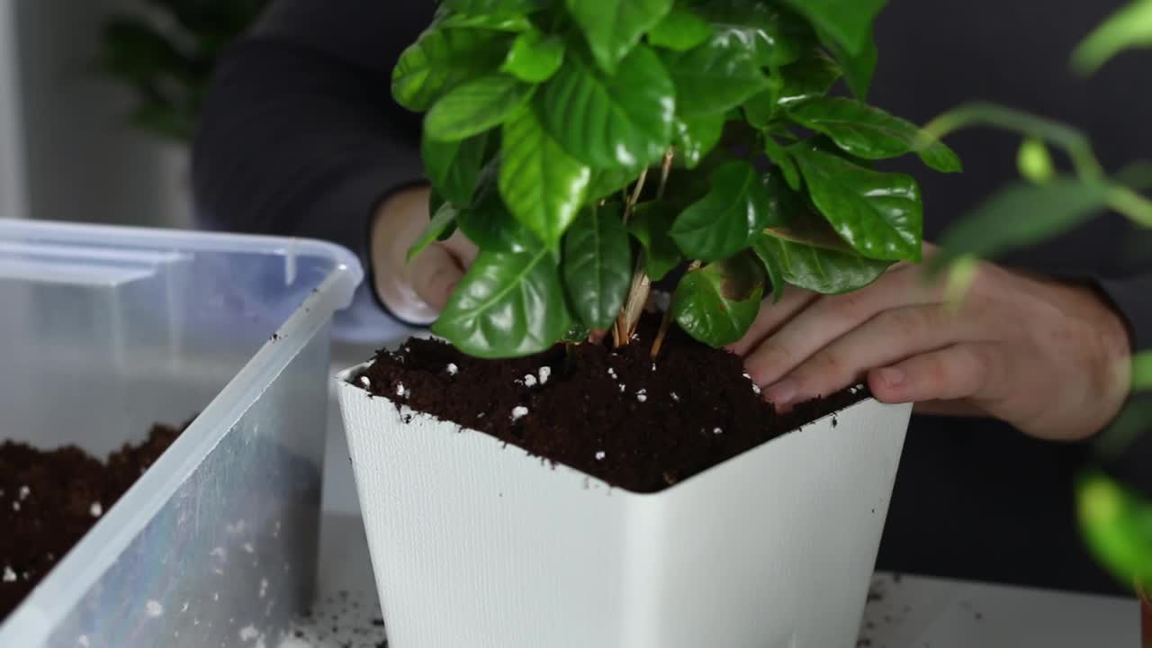 一名男子将一株植物从旧花盆移植到新花盆后，将土地压实。家庭园艺。视频素材