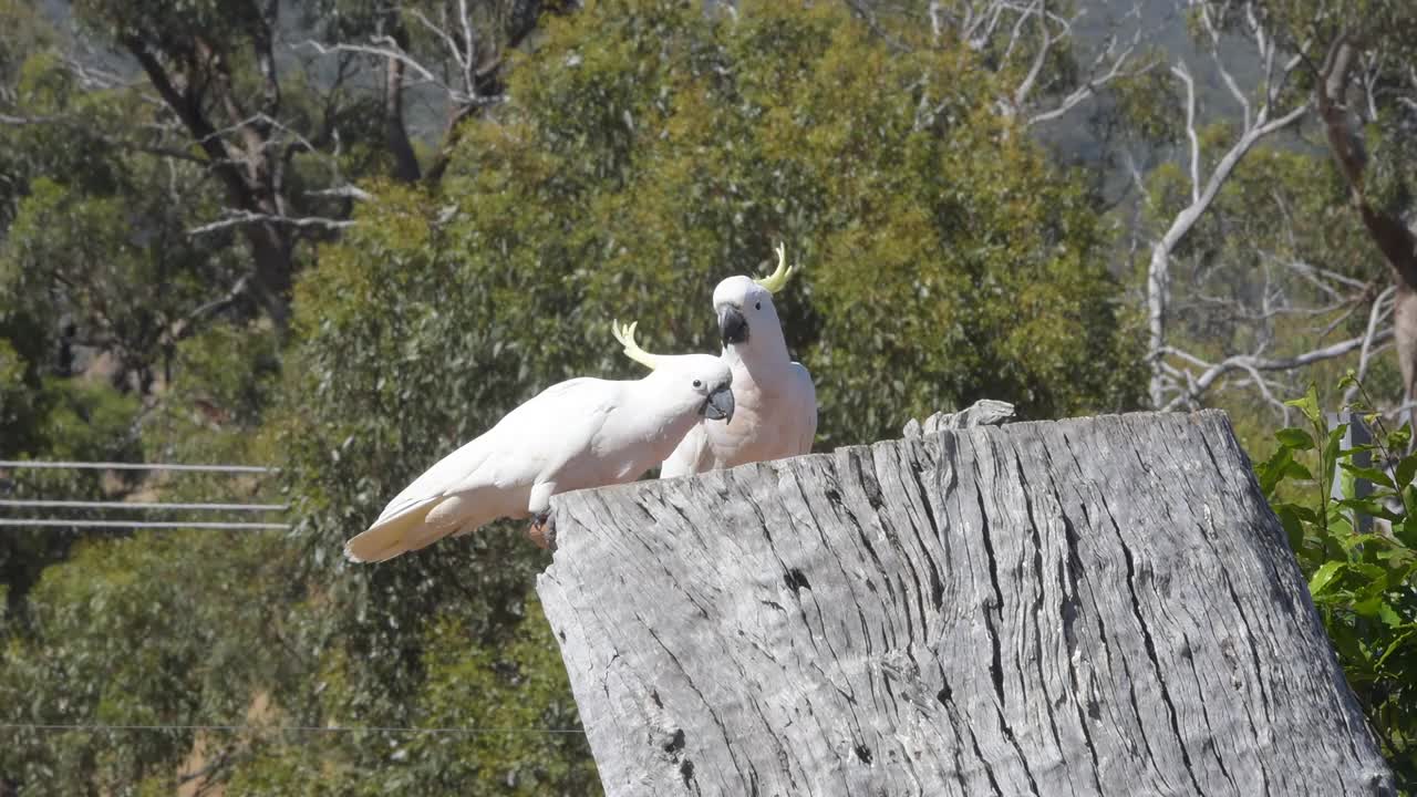 硫酸菌菌(Cacatua galerita)视频素材