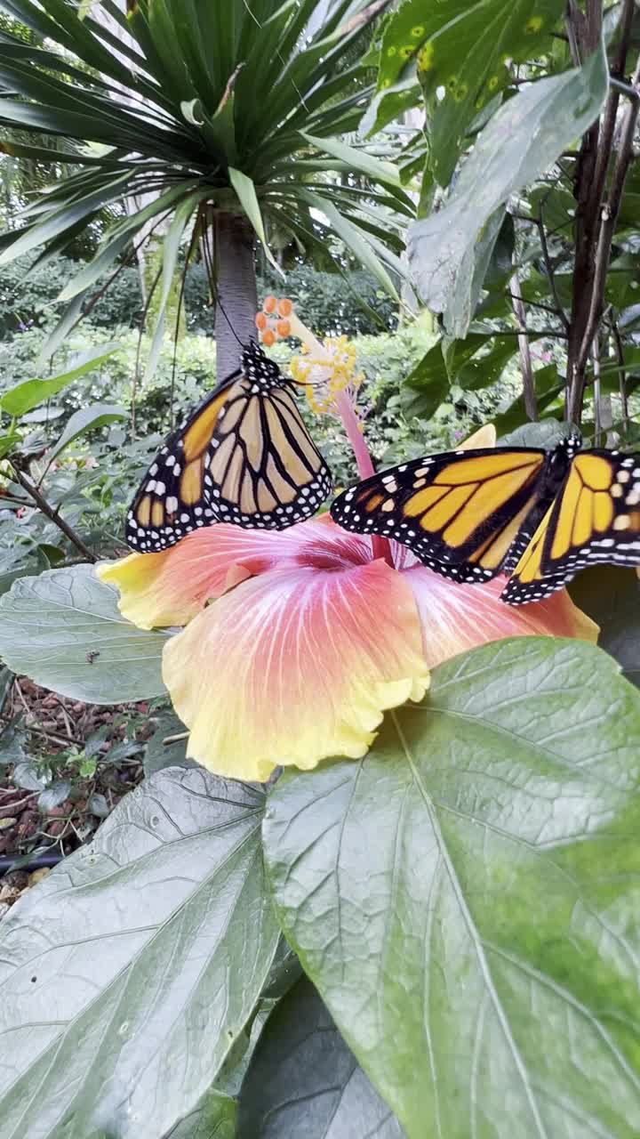 黑脉金斑蝶拍打在木槿花上视频素材