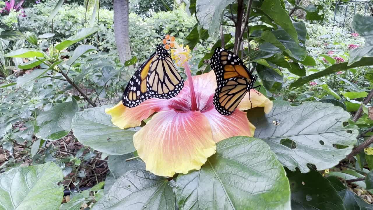 黑脉金斑蝶拍打在木槿花上视频素材