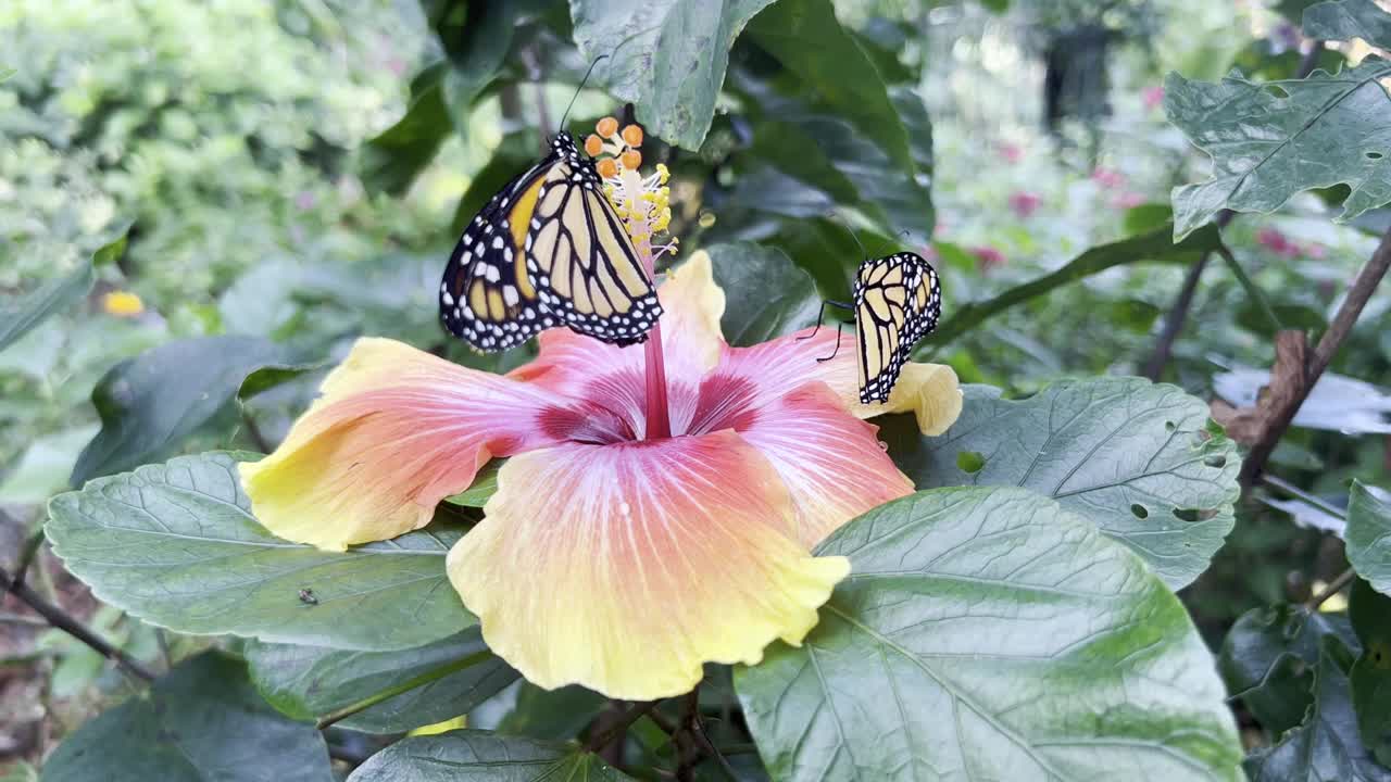 黑脉金斑蝶拍打在木槿花上视频素材