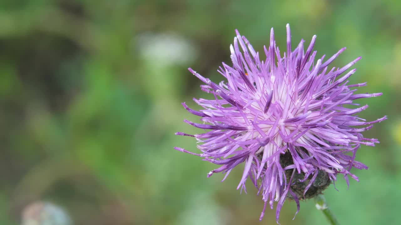 红色斑点瓢虫坐在盛开的紫色蓟花视频素材