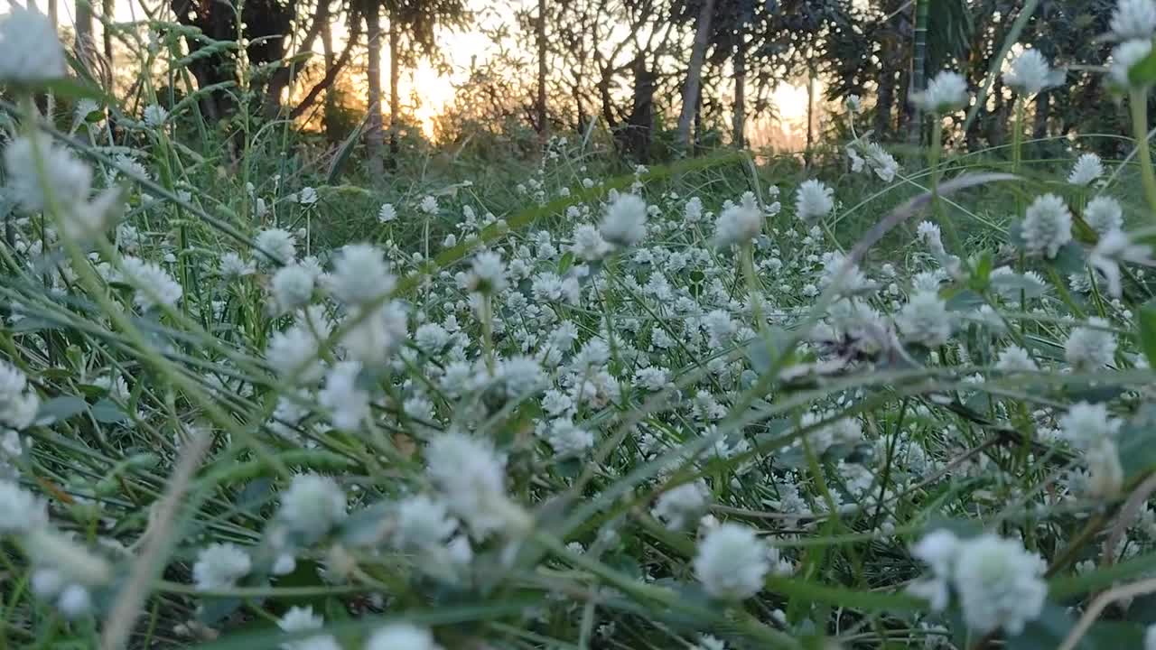 草、花、风、日落。视频素材