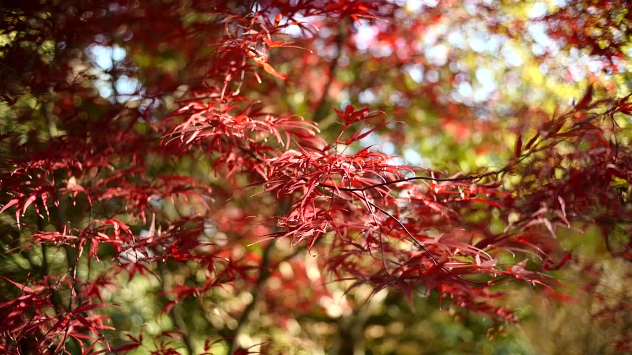 秋叶在风中飞舞视频素材