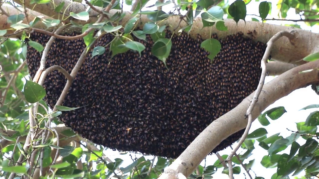 蜜蜂蜂巢视频下载