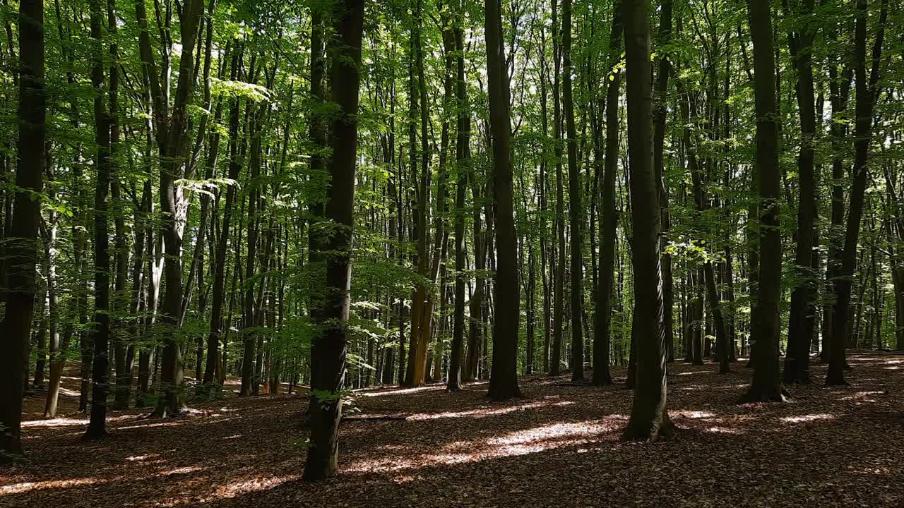 这片山毛榉林在夏日阳光明媚的日子里视频素材