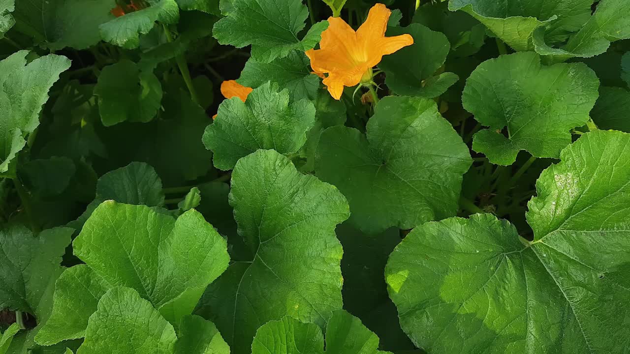 在田野上开花的蔬菜骨髓植物的俯视图视频素材