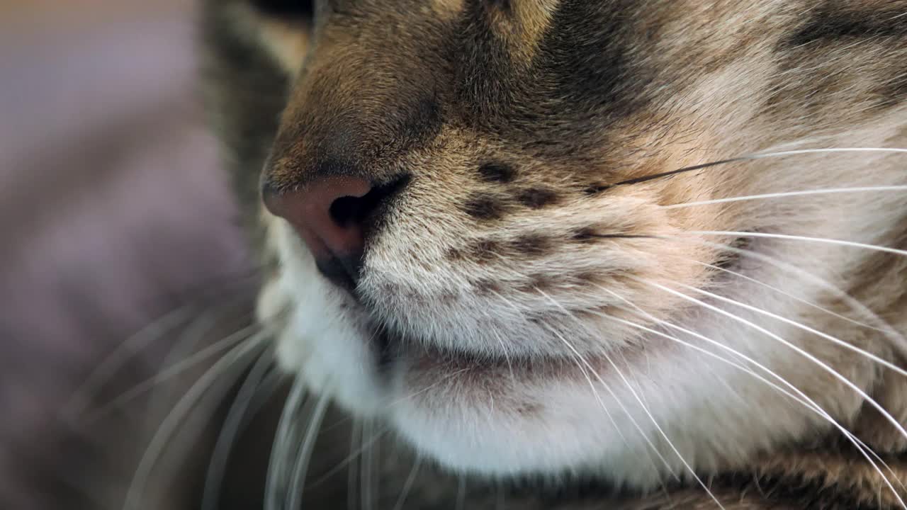 靠近猫的脸、胡子和鼻子。视频素材