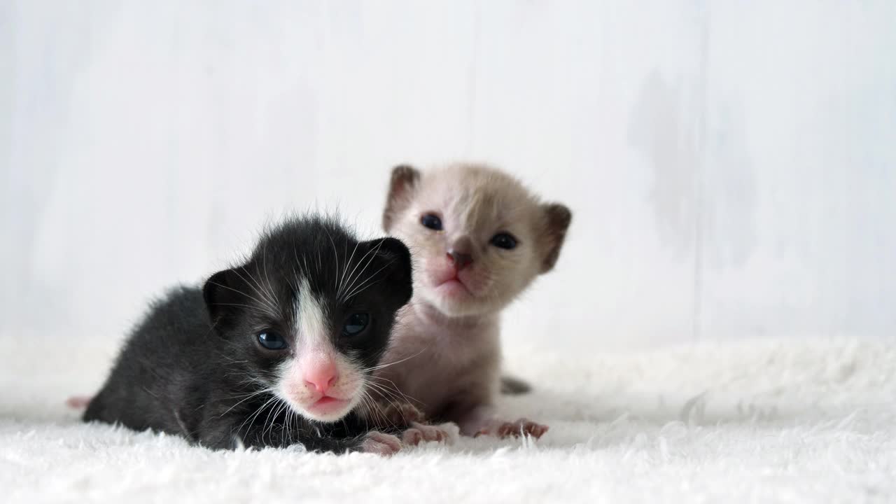 小可爱的小猫走着睡着，小动物猫宠着可爱的毯子。视频素材