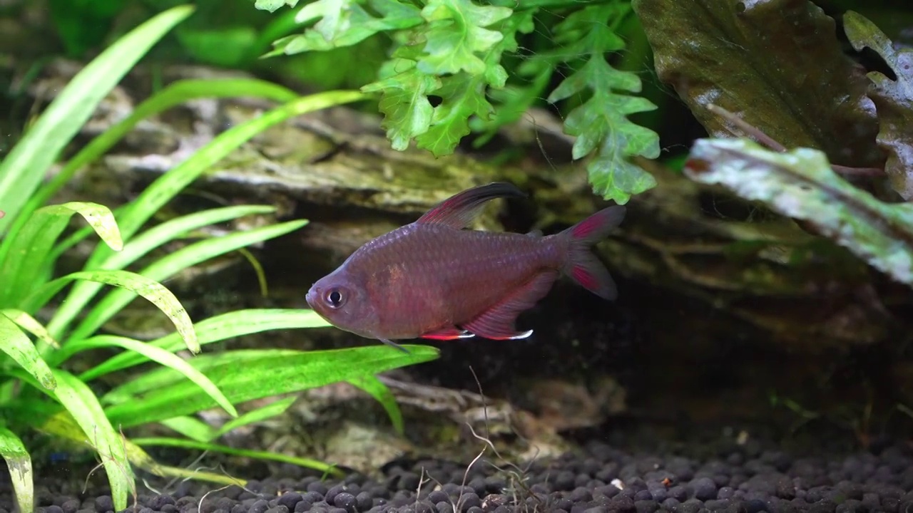 玫瑰四（Hyphessobrycon rosaceus）视频素材