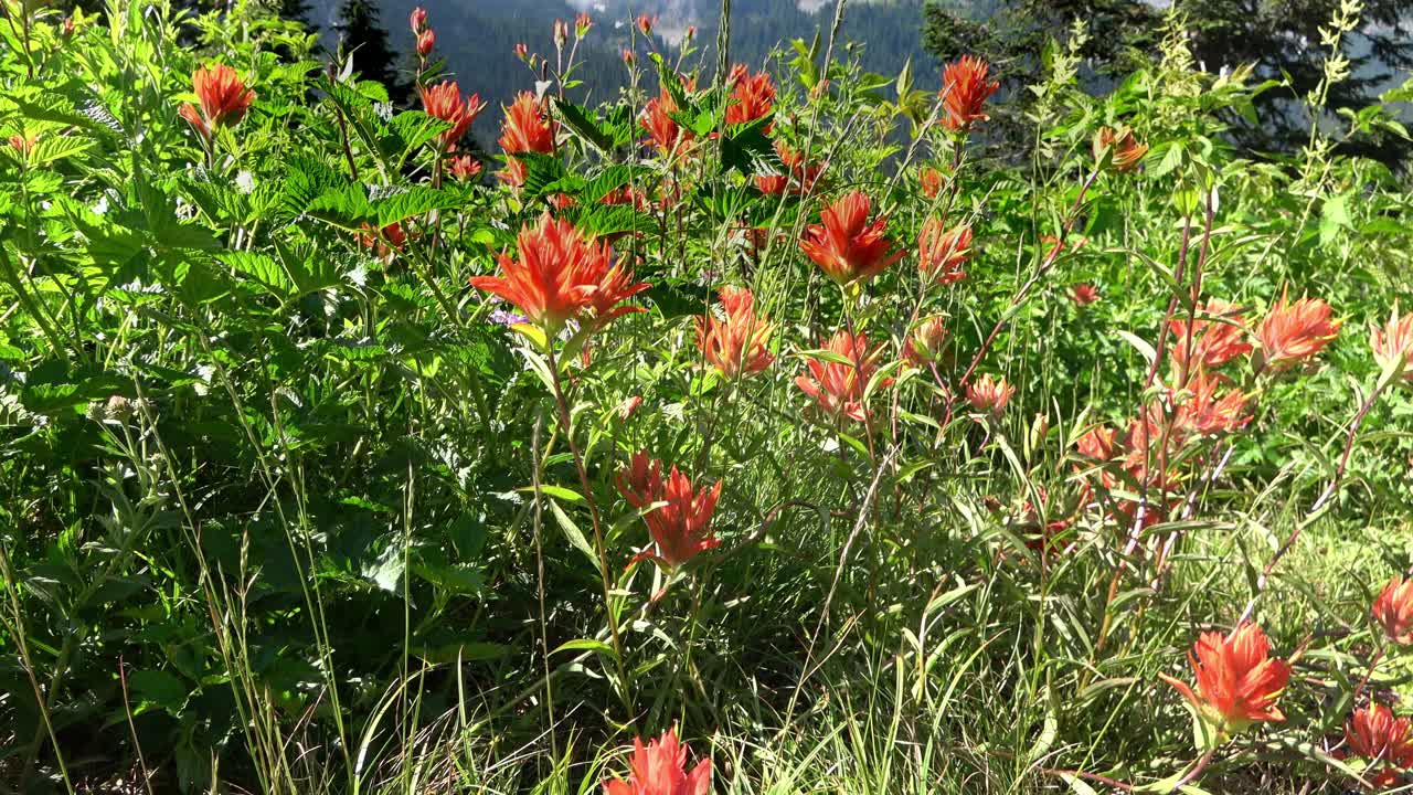 在华盛顿雷尼尔山的山顶前，宜人的盛开的夏季草地视频素材