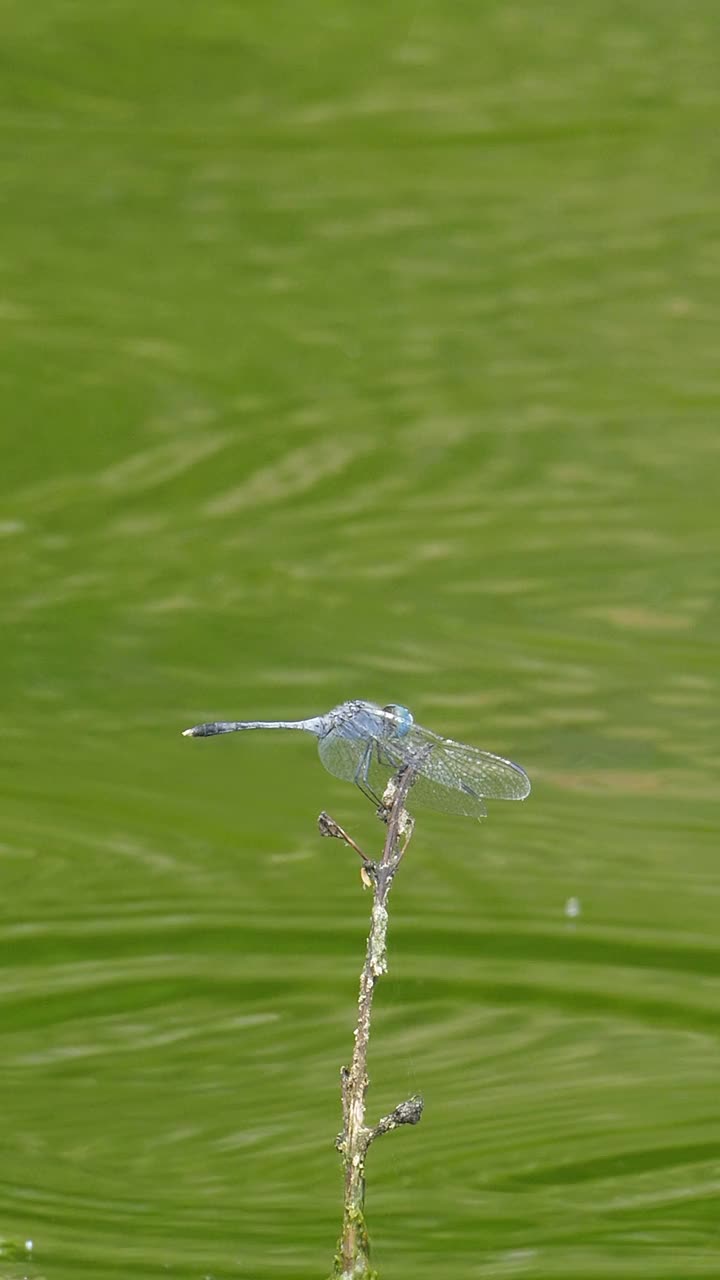 蜻蜓栖息在树枝上。视频素材