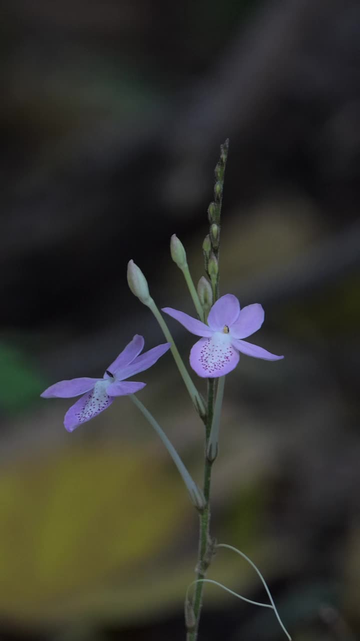 紫色的野花。视频素材