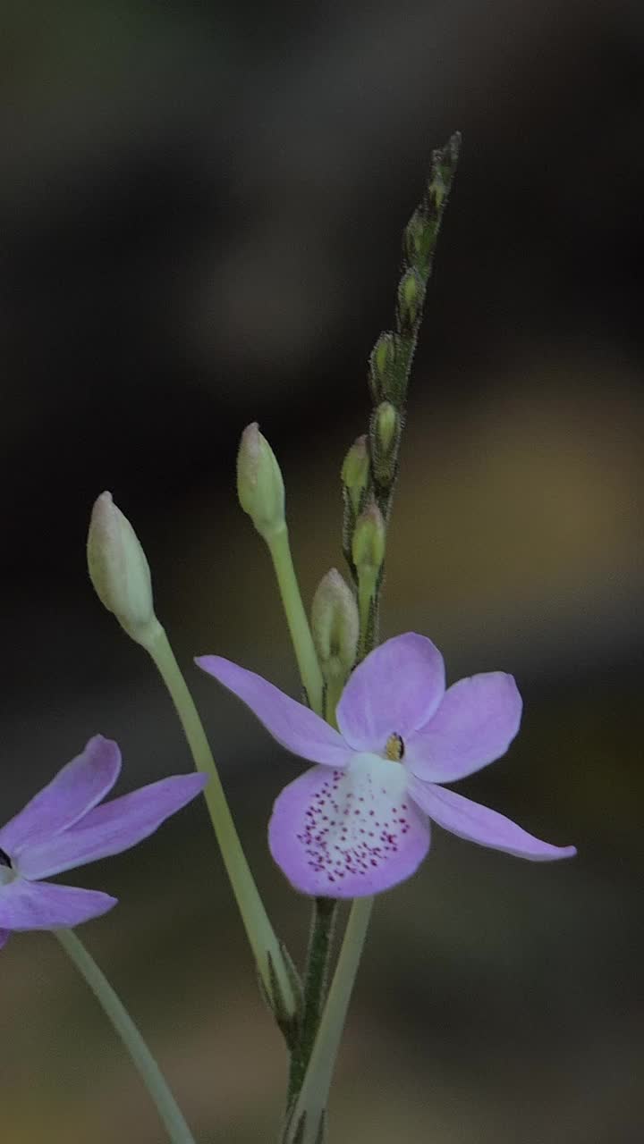 紫色的野花。视频素材