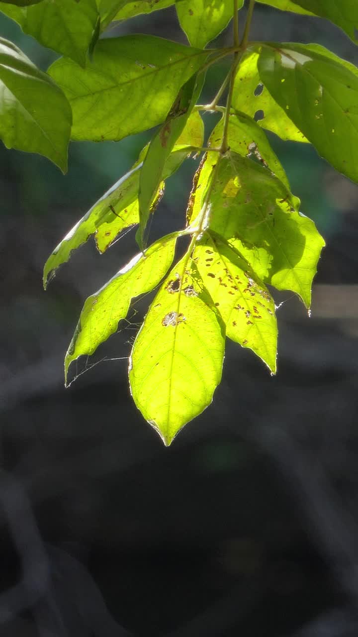 热带雨林中的叶子。视频素材