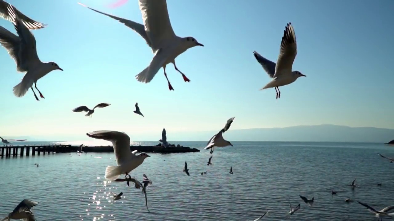 海鸥在奥赫里德湖上空飞翔，背景是码头，慢镜头视频素材