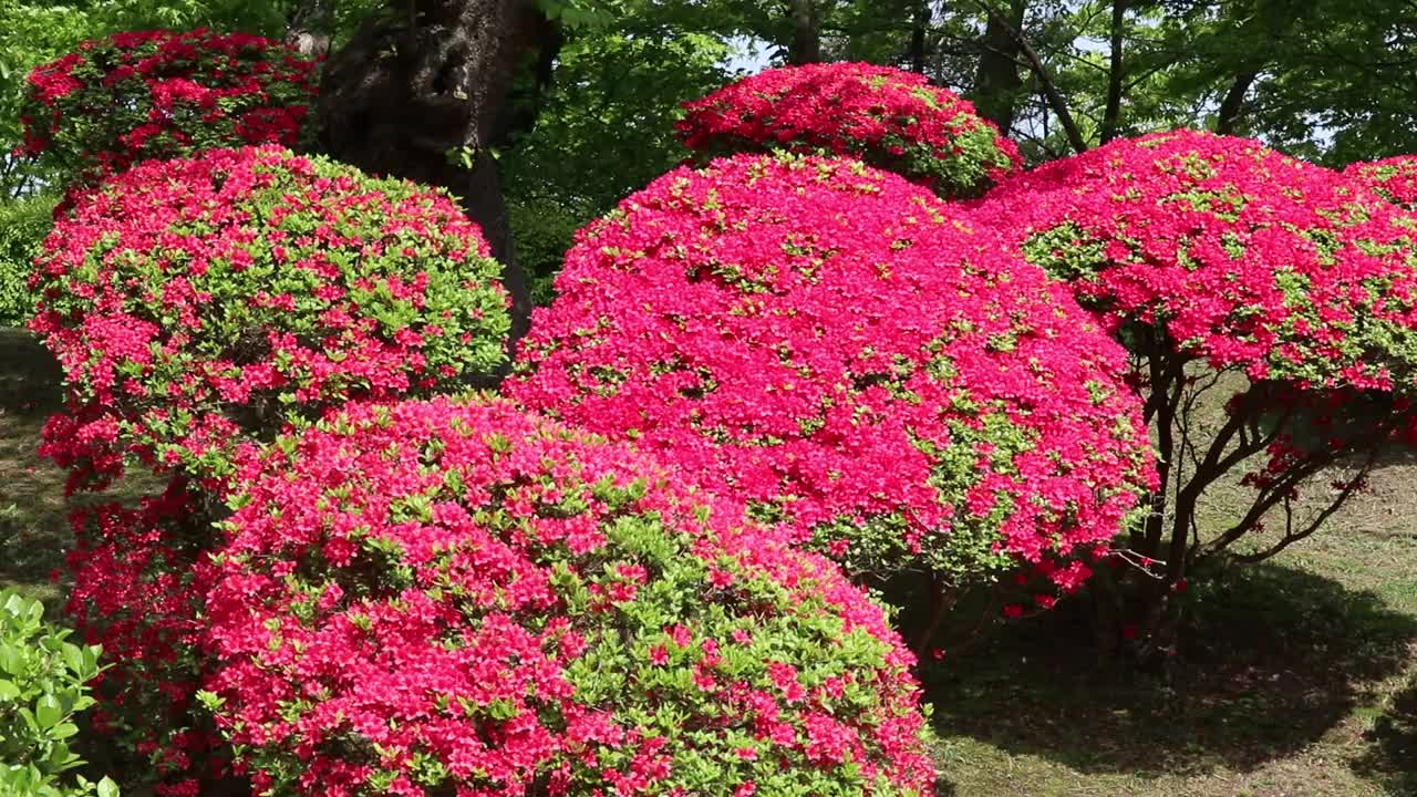 秋田县，秋田市
森树公园的杜鹃花视频素材