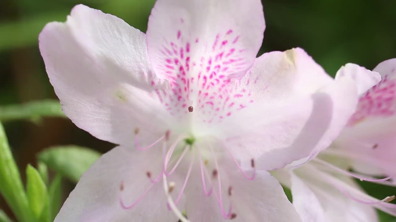 秋田县，秋田市
森树公园的杜鹃花视频素材