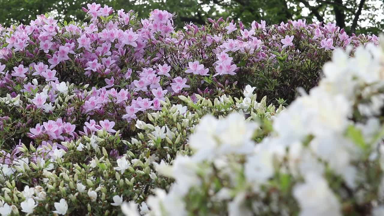 秋田县，秋田市
森树公园的杜鹃花视频素材