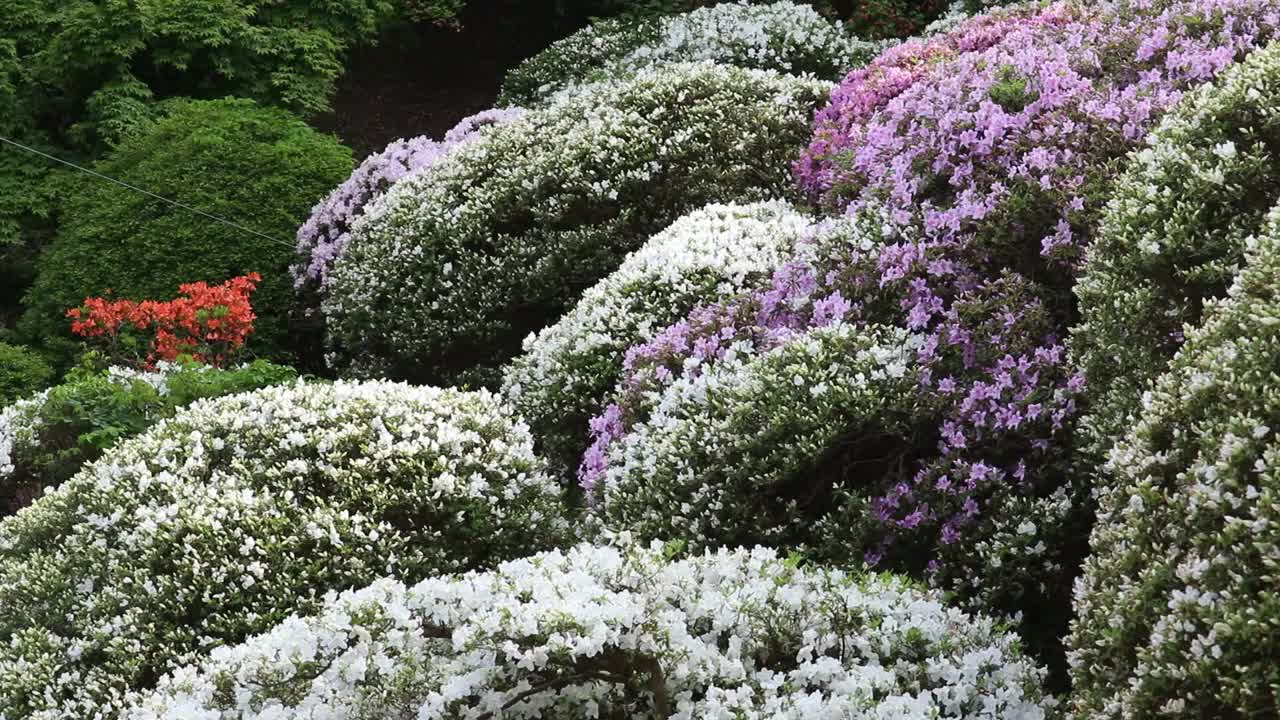 秋田县，秋田市
森树公园的杜鹃花视频素材