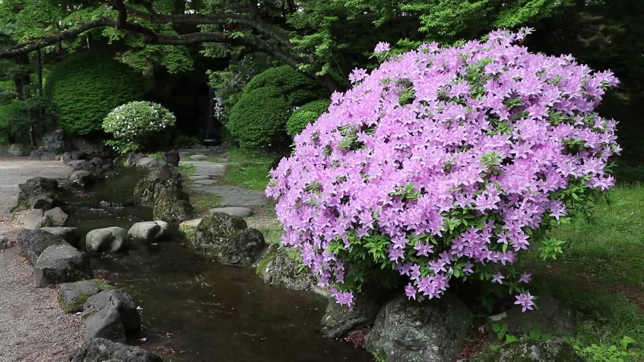 秋田县，秋田市
森树公园的杜鹃花视频素材