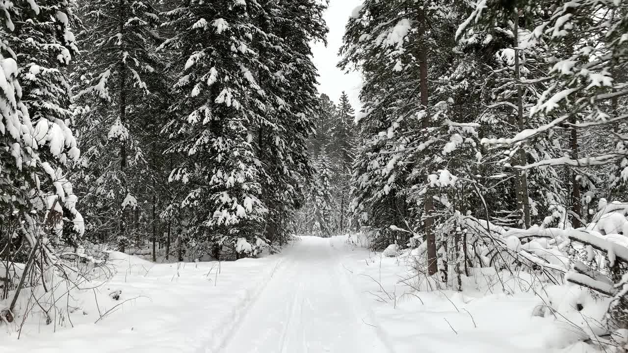 穿过冬季森林。美丽的冬天的风景。视频素材