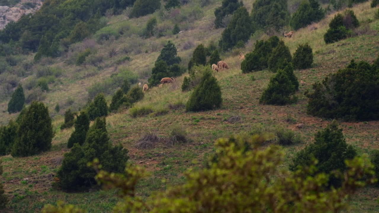 野生的西伯利亚野山羊或在自然栖息地的西伯利亚野山羊。视频下载