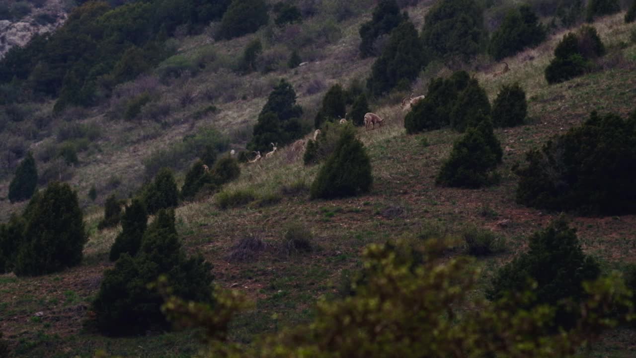 野生的西伯利亚野山羊或在自然栖息地的西伯利亚野山羊。视频下载