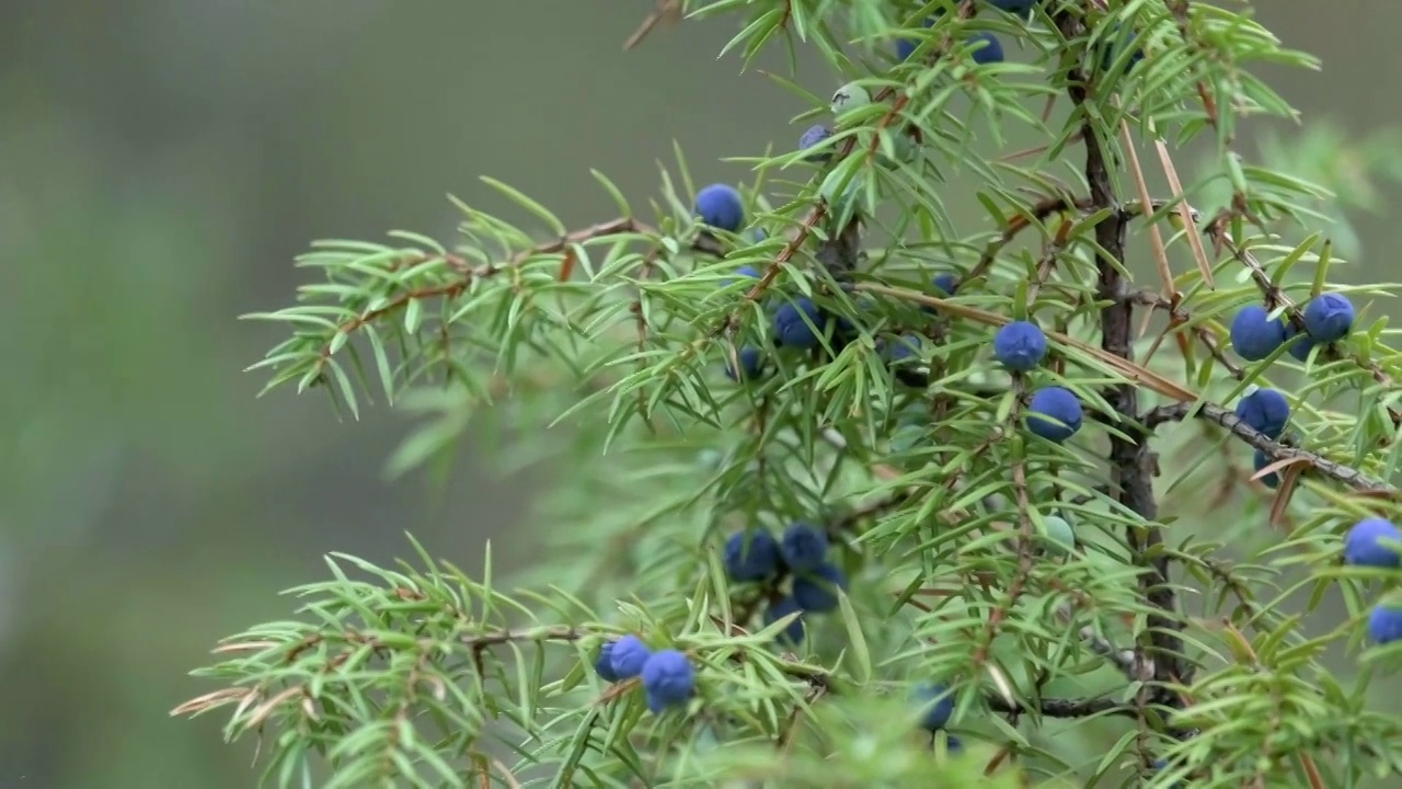 秋天的杜松子。长有杜松浆果的落基山杜松。Juniperus scopulorum。Semi-fleshy,蓝视锥细胞。广泛分布于落基山脉地区视频素材