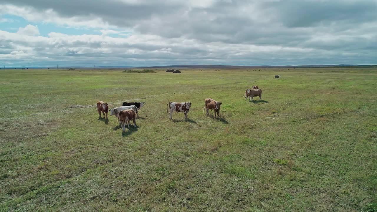 鸟瞰图，牛群在绿色的草地上吃草。农村的乡村景观。视频素材