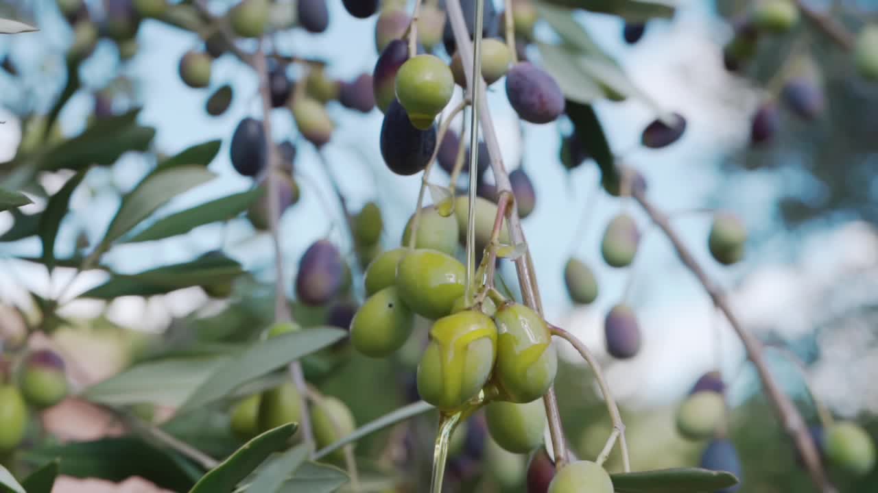 新鲜的橄榄油从生长在树枝上的橄榄树果实上滴下来，油滴在树枝和天空背景上。季节农业收获的橄榄树种植园，特级初榨橄榄油视频素材