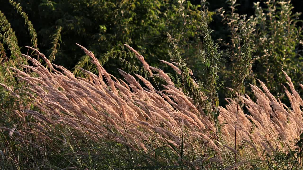 芦苇在风中摇摆。夕阳照亮了植物、草、河上的芦苇。视频素材