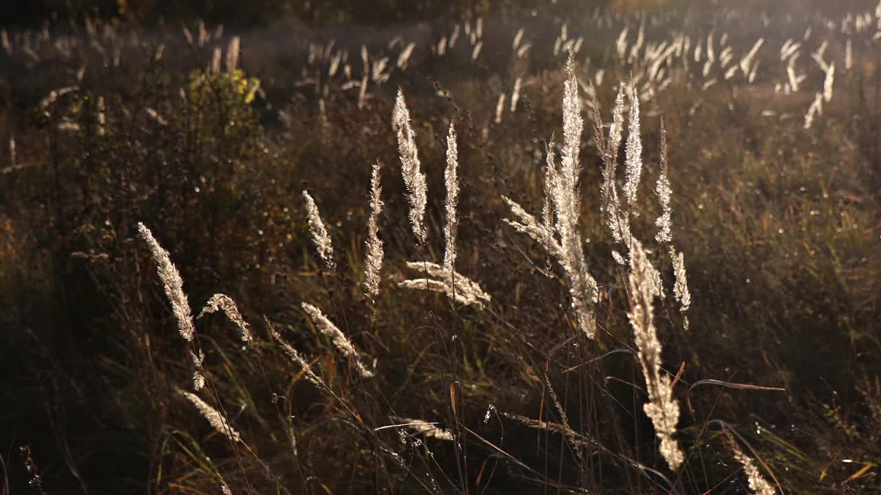 美丽的植物在风中摇摆。夕阳照亮了植物、草、河上的芦苇。视频素材