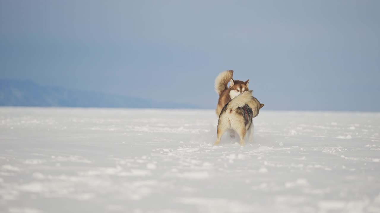 两只快乐的雪橇犬在白色的冬雪中嬉戏，大狗在一起玩耍视频下载