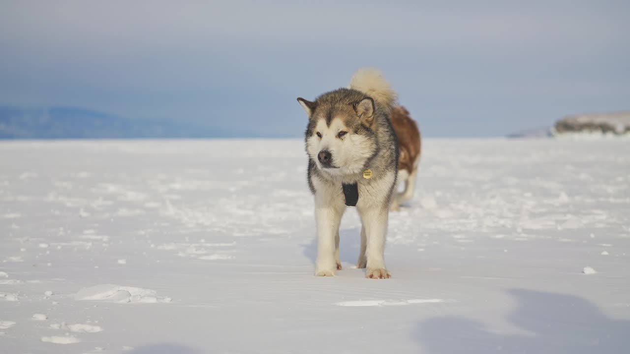 两只友好的雪橇犬在白雪上漫步，雪橇犬带着挽具摇着尾巴视频素材