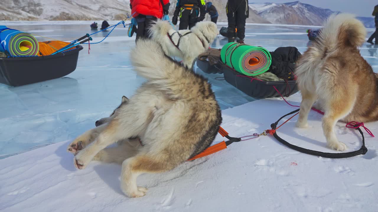 雪橇犬装备好挽具，在雪白的雪地上翻滚，探险视频下载