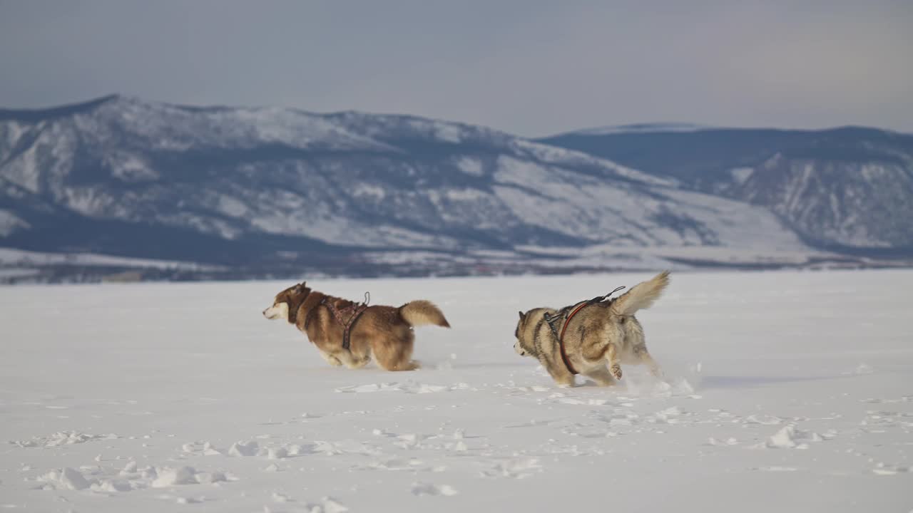 两只顽皮的大雪橇犬在雪地里追逐、咬、跑、跳视频素材