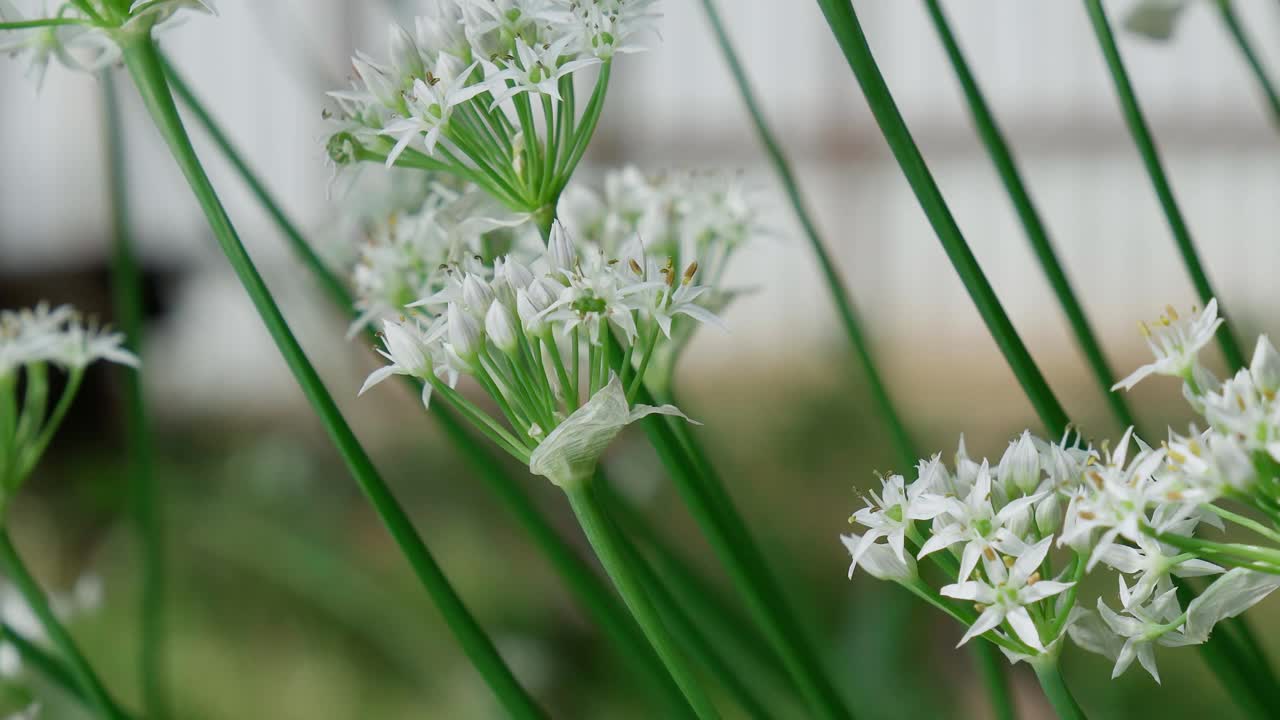 开花野葱、阔叶蒜、木蒜、大葱。有选择性的重点视频素材