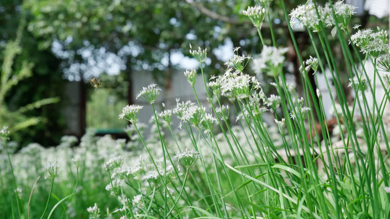 花在草地上。春天或夏天的自然风光。复制文本的空间。软的焦点。视频素材