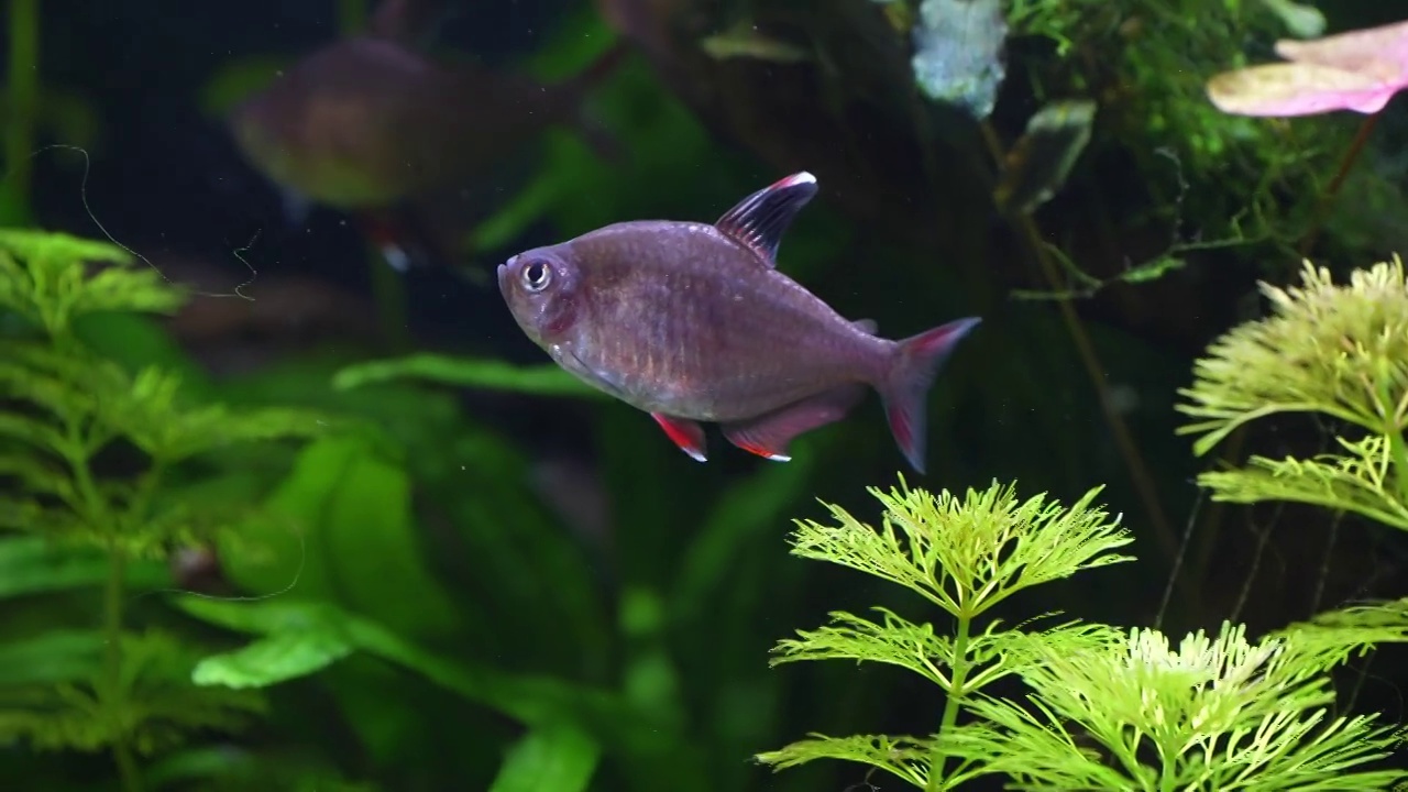 玫瑰四（Hyphessobrycon rosaceus）视频素材