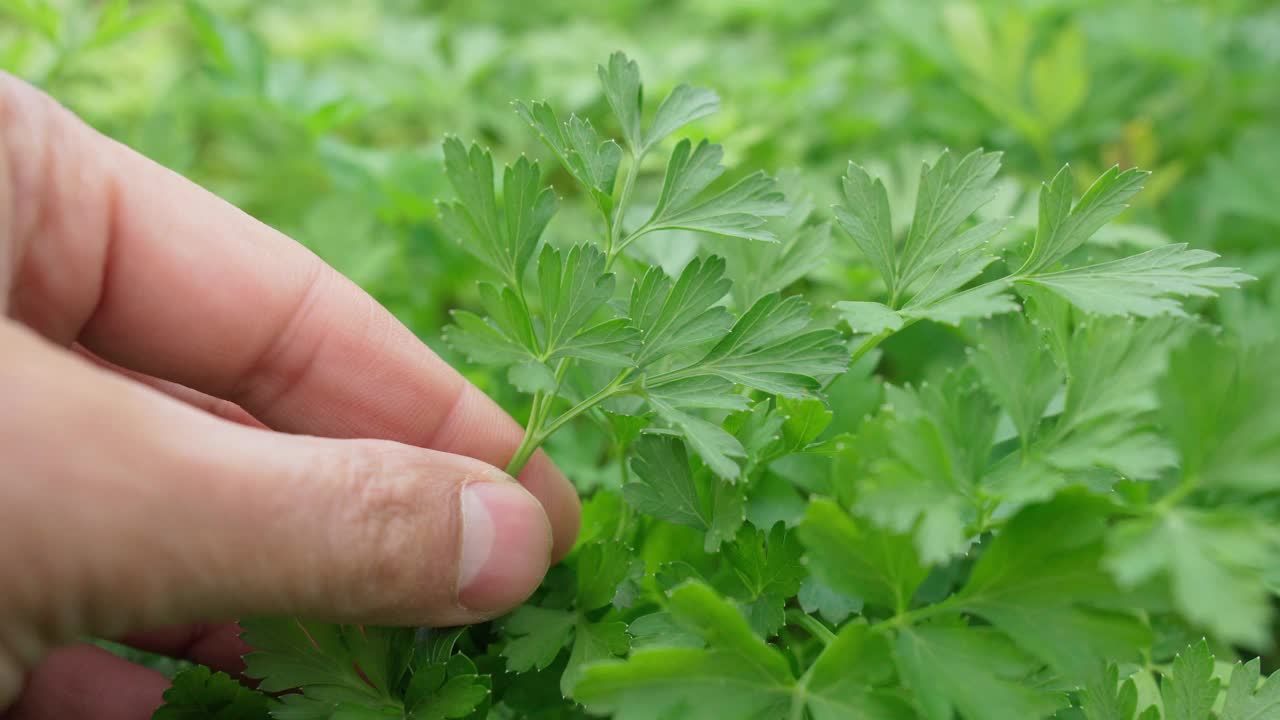 绿色的香菜。种植草本植物，欧芹叶。软焦点收获概念。视频素材