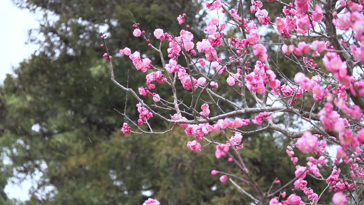 雪花飘落在梅花上。日本的冬季景观。视频素材