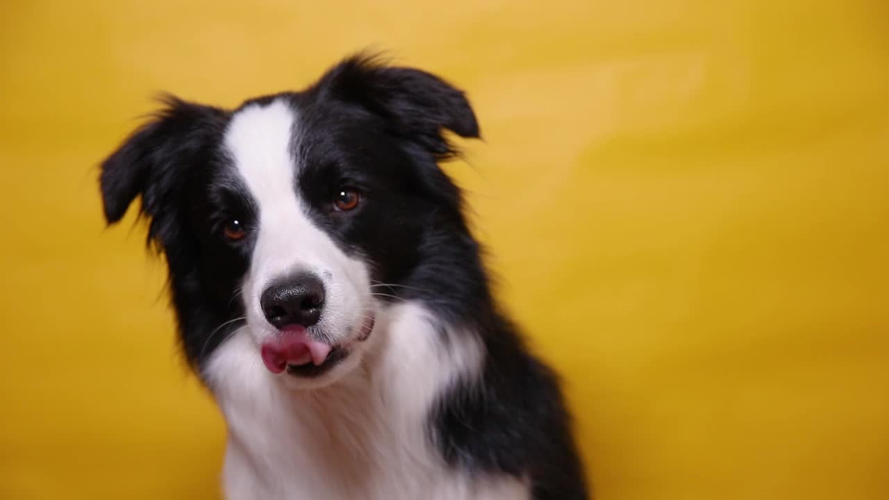 有趣的肖像可爱的小狗狗边境牧羊犬孤立在黄色多彩的背景。可爱的宠物狗。宠物动物生命概念视频素材