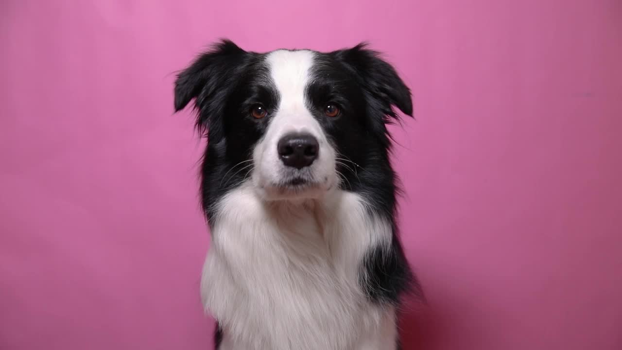 有趣的肖像可爱的小狗边境牧羊犬孤立在粉红色多彩的背景。可爱的宠物狗。宠物动物生命概念视频素材