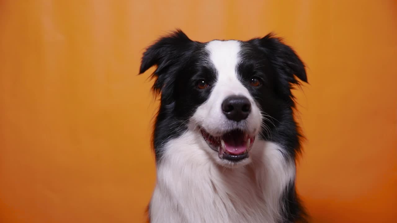 有趣的肖像可爱的小狗边境牧羊犬孤立在黄色橙色的彩色背景。可爱的宠物狗。宠物动物生命概念视频素材