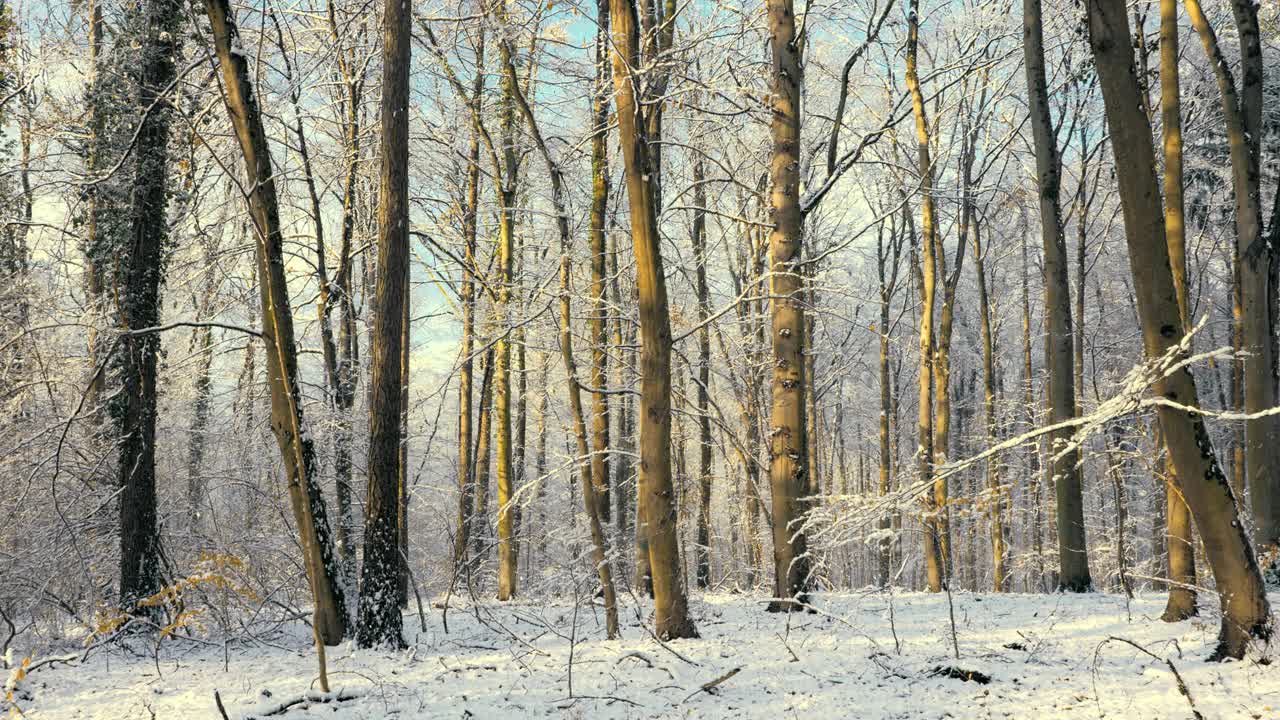 森林里的雪和阳光视频素材