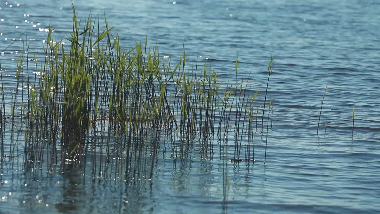 浅水中生长着绿色的芦苇杆视频素材