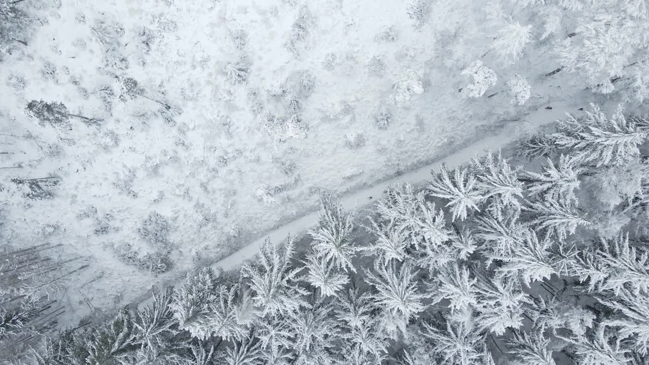 美丽的冬季森林，雪树，鸟瞰图视频素材