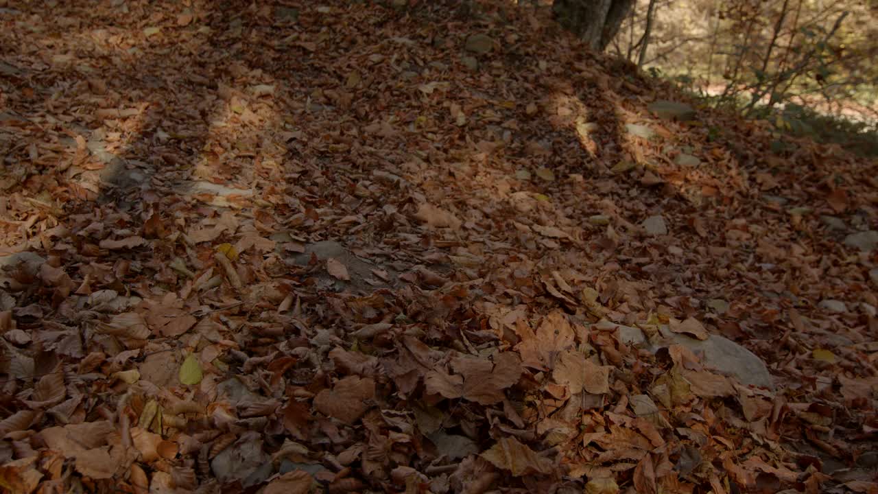 特写镜头:男人的腿跑上越野公路，摇晃着森林里的落叶。晴朗的秋日视频素材