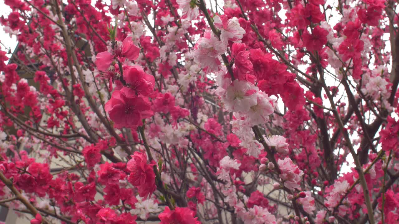 樱花树布满了日本的街道视频素材